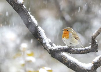 Capturing the Wonderful Moments of Britain’s Precious Birds: A Photography Guide