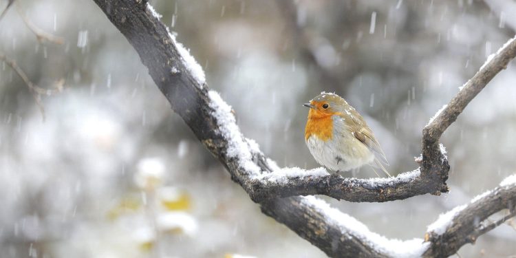 Capturing the Wonderful Moments of Britain’s Precious Birds: A Photography Guide