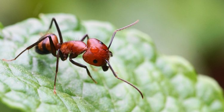 Ants’ Microscopic World: The Dance of Life Captured by Macro Photography