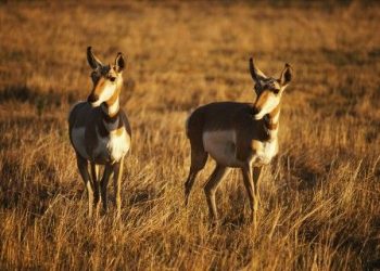 Best Wildlife Cameras for Safari in 2023: Ultimate Buyer’s Guide