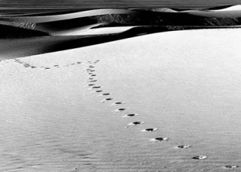 Exploring Dune Line Shape Photography Techniques