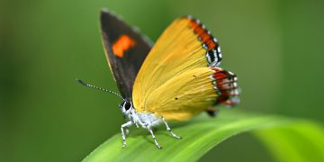 Explore the Several Premier Macro Lens Photography Suggestions