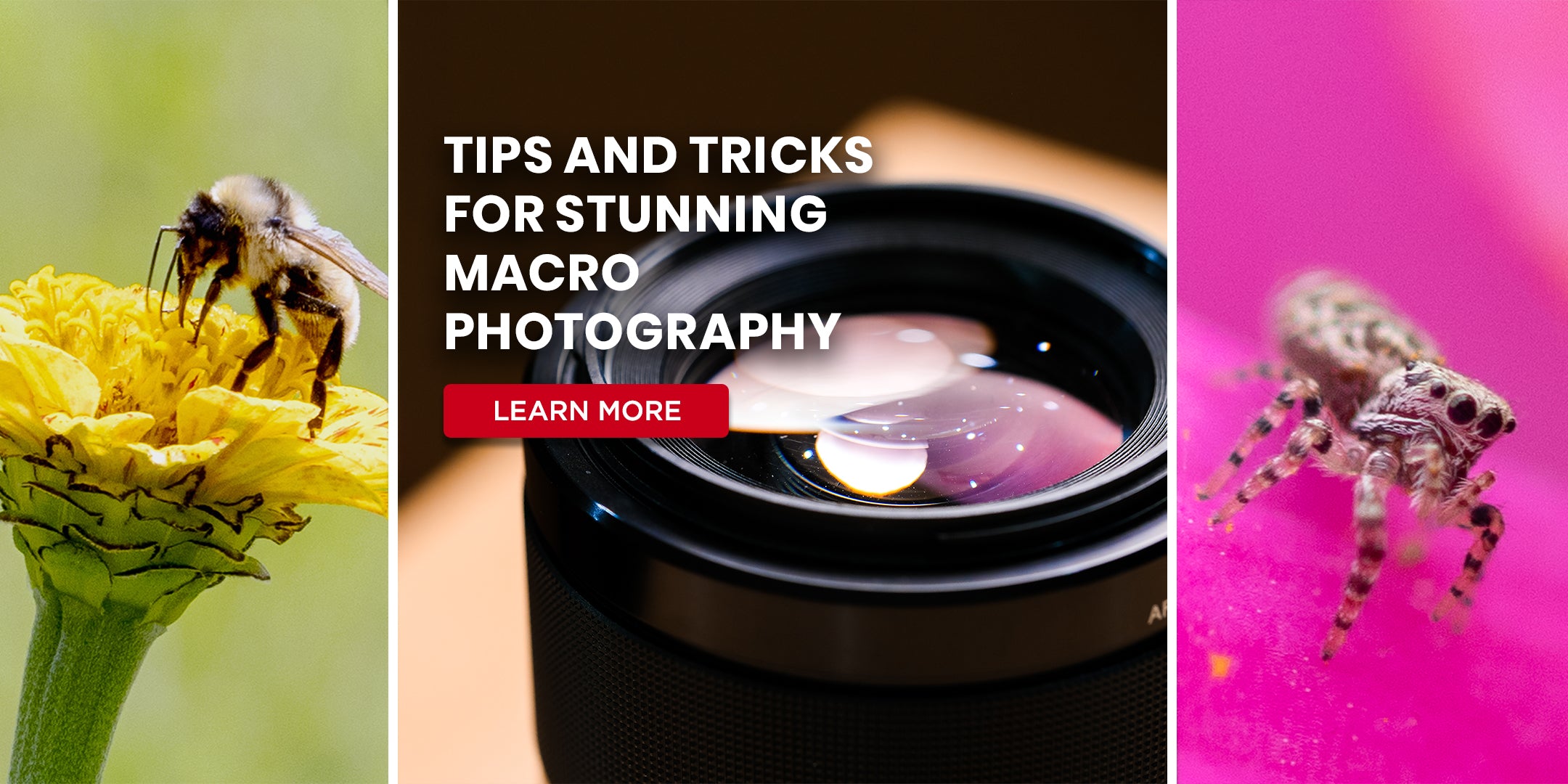 How to Master Macro Photography with Your Mobile Phone: Key Tips and Techniques