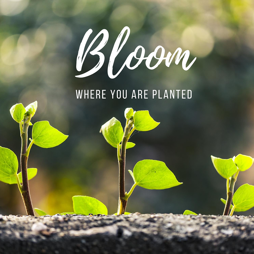 Bloom where you are planted