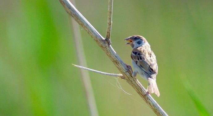 Best Lens for Bird Photography