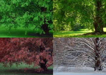 Seasonal Symphony: The Ever-Changing Palette of Photographic Inspiration
