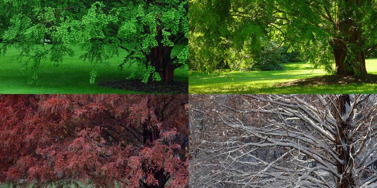 Seasonal Symphony: The Ever-Changing Palette of Photographic Inspiration