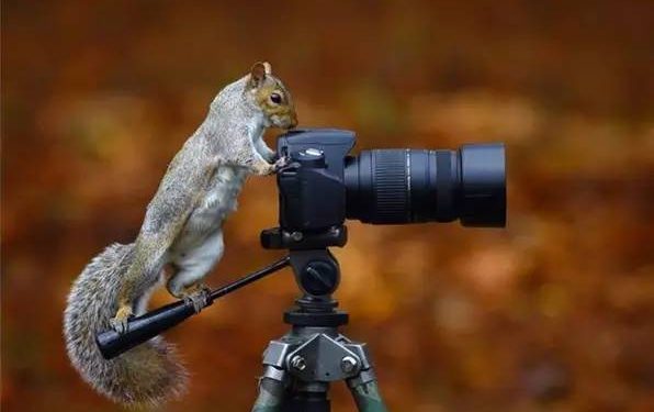 Animal Photography: Difficulties and Not for Newbies