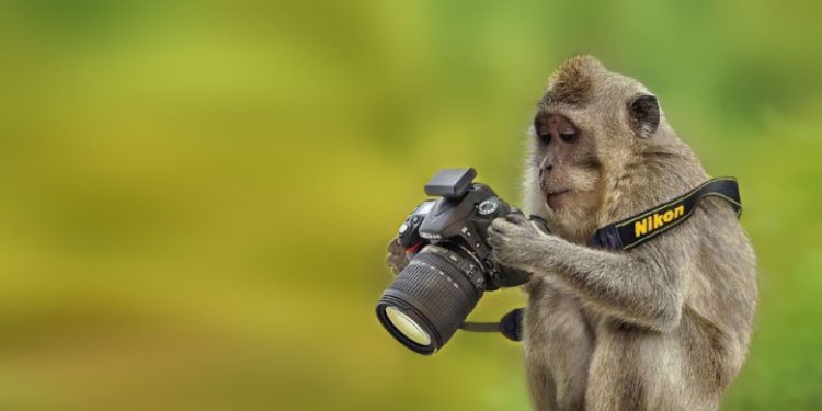 Best Camera for Safari 2023: User Experience Sharing