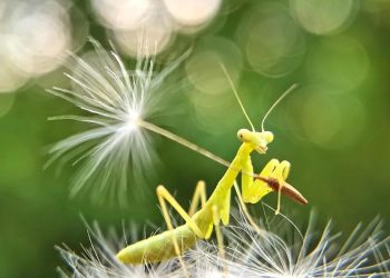 Introduction to Macro Photography