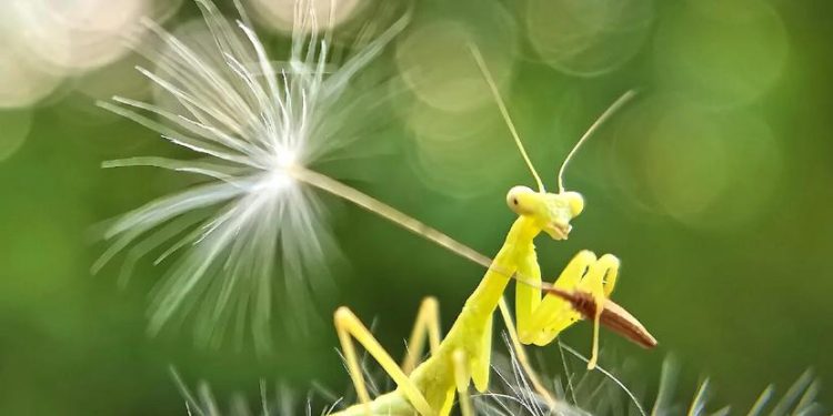 Introduction to Macro Photography