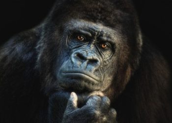 Your Ultimate Guide to Wildlife Photography for Beginners