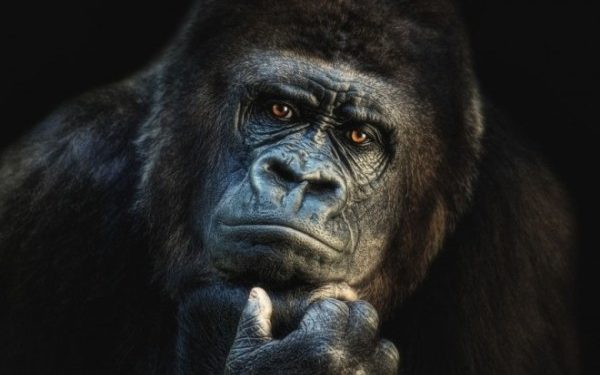 Your Ultimate Guide to Wildlife Photography for Beginners