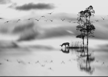 Black & White Landscape Photography: Capturing the Essence of Nature in Monochrome