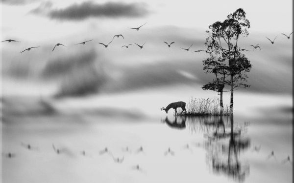 Black & White Landscape Photography: Capturing the Essence of Nature in Monochrome