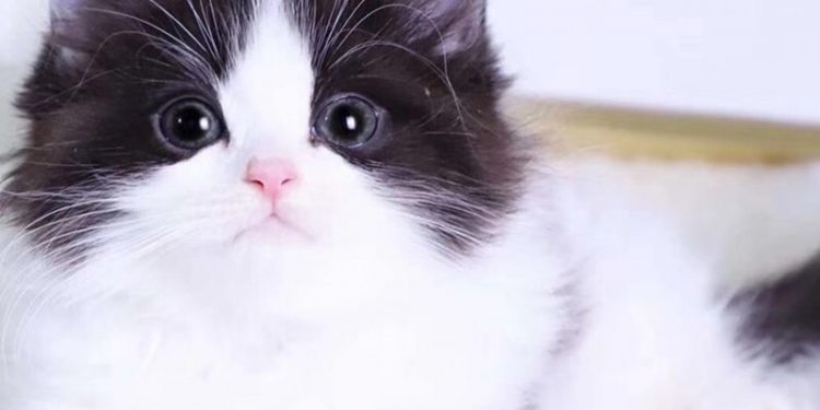 The Image of Cats in Black and White Photography: A Poetic Gaze through the Years