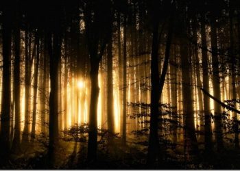 Exploring Types of Light: The Light and Shadow Magic in Photography