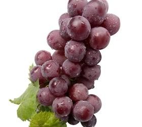 Mastering the Art of Grape Still Life Photography