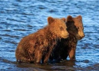 Little Bear Photography: Capturing the Warmth and Beauty in Life