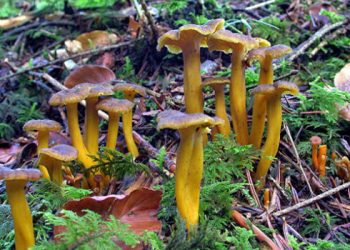 Magic Mushrooms: The Enchanting World of Fungi
