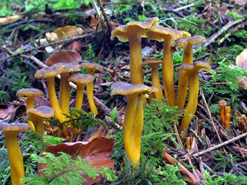 The Enchanting World of Fungi