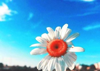 How to Take Aesthetic Photos