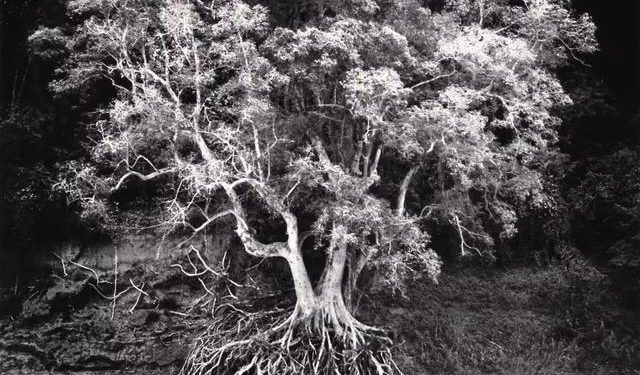 Capturing the Beauty of Trees: A Photographic journey