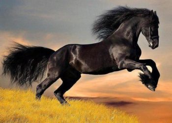 On the Road with My Lens: Equestrian Photoshoot Ideas Inspired by My Travels