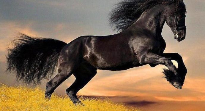 On the Road with My Lens: Equestrian Photoshoot Ideas Inspired by My Travels