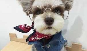 Adorable Animal Pictures: Capturing Charming Moments and Lighting up Life Adorable Animal Pictures: Capturing Charming Moments and Lighting up Life