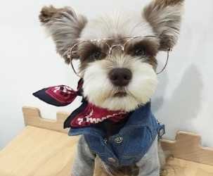 Adorable Animal Pictures: Capturing Charming Moments and Lighting up Life