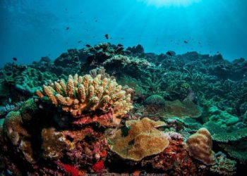 Capturing the Enchanting World: Beautiful Underwater Images