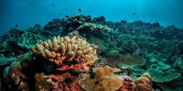 Capturing the Enchanting World: Beautiful Underwater Images