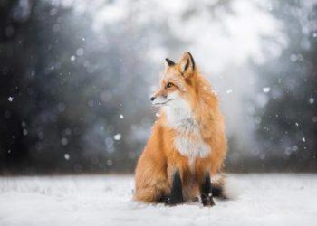 Chasing the Enigmatic Foxes in the Snow: A Photographer’s Journey