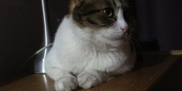 Happy Cat Photography: Capturing the Lively Moments of Cats