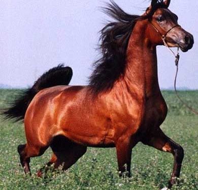 Horse Photography: Capturing the Majesty of Equine Beauty