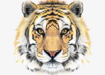 Capturing the Moments of Tigers: The Interweaving of Wildness and Beauty