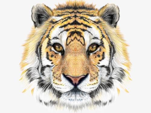 Capturing the Moments of Tigers: The Interweaving of Wildness and Beauty