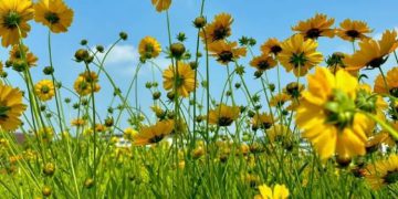 Mastering Mobile Photography: 10 Essential Tips and Advanced Techniques