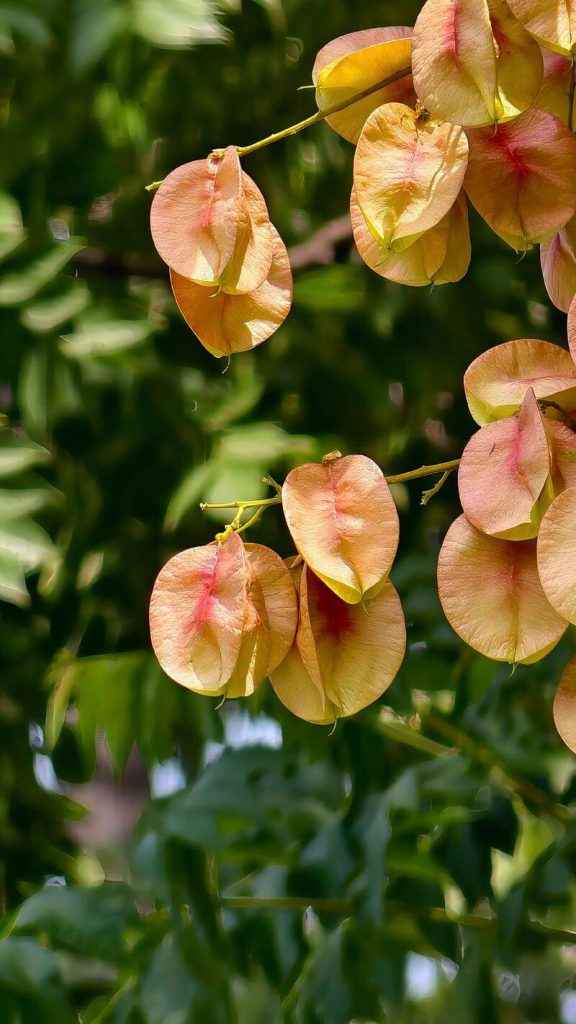 Macro close-up shot of reddish-brown seed pods demonstrating mobile camera depth of field and detail